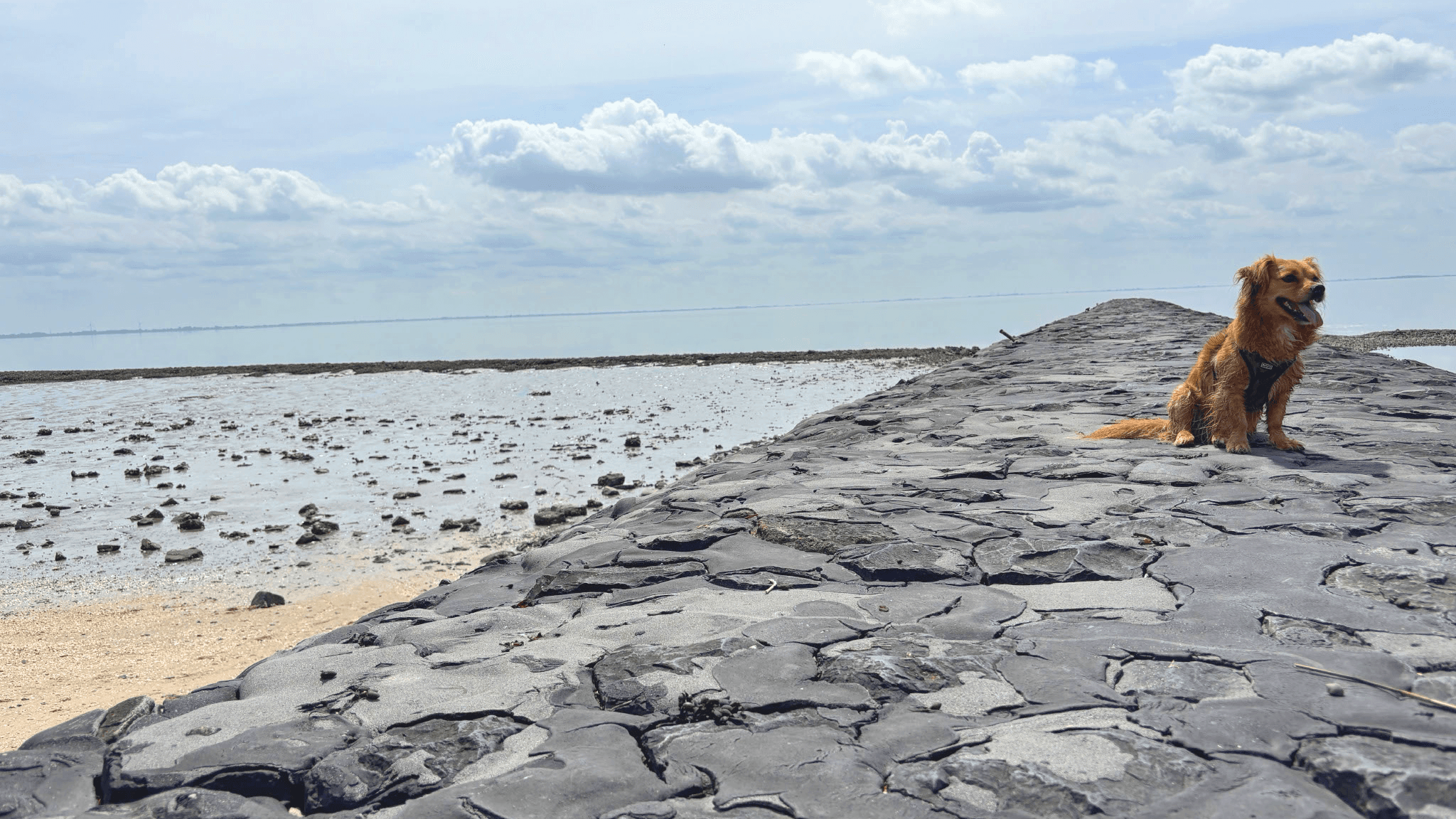 Ein Hund sitzt auf einem felsigen Pfad, der ins Meer führt, mit einem bewölkten Himmel und ruhigem Wasser im Hintergrund.