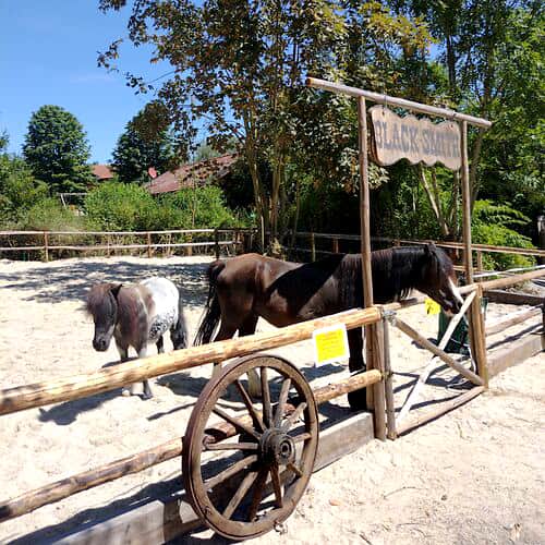 Ponys Zwei Pferde stehen auf einer sandigen Koppel mit einem Holzzaun und einem Schild mit der Aufschrift „Black Stallion“, umgeben von Bäumen und Grünpflanzen.